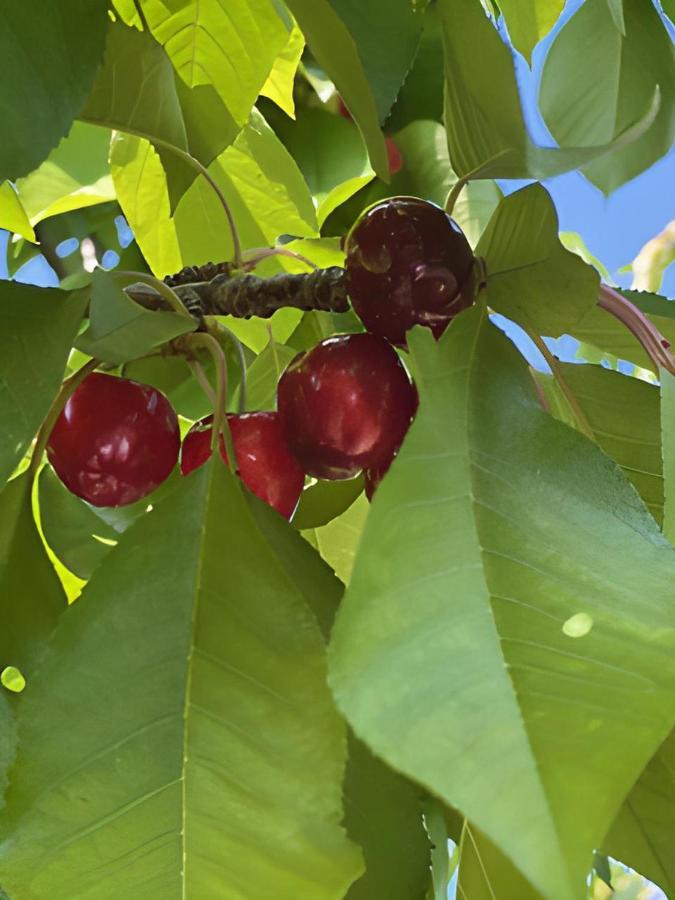 Gite Les Feuilles De Chene Villa Carpentras Luaran gambar
